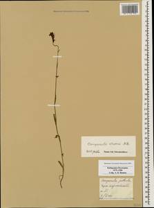 Campanula stevenii M.Bieb., Caucasus, Stavropol Krai, Karachay-Cherkessia & Kabardino-Balkaria (K1b) (Russia)