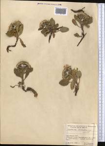 Saussurea elliptica C. B. Clarke ex Hook. fil., Middle Asia, Pamir & Pamiro-Alai (M2) (Kyrgyzstan)