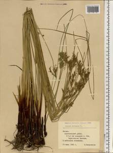 Juncus inflexus L., Eastern Europe, Latvia (E2b) (Latvia)