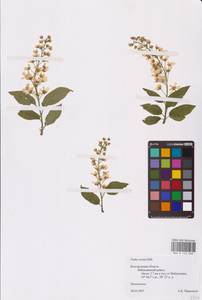 Prunus padus L., Eastern Europe, Central forest-and-steppe region (E6) (Russia)