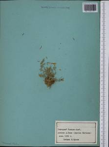 Astragalus, Middle Asia, Pamir & Pamiro-Alai (M2) (Tajikistan)
