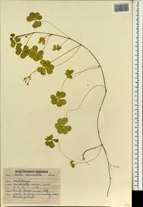 Oxalis corniculata L., South Asia, South Asia (Asia outside ex-Soviet states and Mongolia) (ASIA) (India)