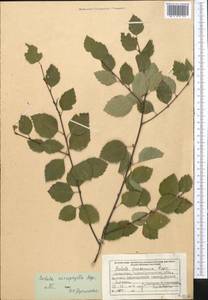 Betula microphylla Bunge, Middle Asia, Dzungarian Alatau & Tarbagatai (M5) (Kazakhstan)