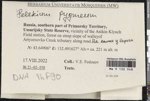 Pelekium pygmaeum (Schimp.) Touw, Bryophytes, Bryophytes - Russian Far East (excl. Chukotka & Kamchatka) (B20) (Russia)