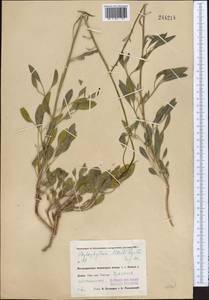 Haplophyllum alberti-regelii Korovin, Middle Asia, Pamir & Pamiro-Alai (M2) (Uzbekistan)