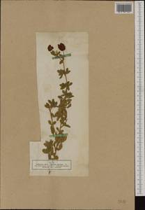 Trifolium aureum Pollich, Western Europe (EUR) (Germany)