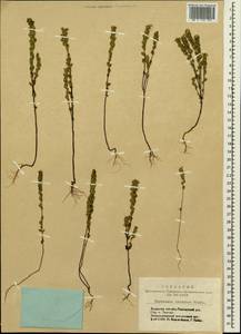 Euphrasia pectinata subsp. pectinata, Siberia, Altai & Sayany Mountains (S2) (Russia)