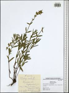 Stachys recta L., Eastern Europe, Central region (E4) (Russia)