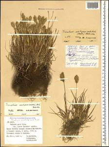 Koeleria spicata (L.) Barberá, Quintanar, Soreng & P.M.Peterson, Caucasus, North Ossetia, Ingushetia & Chechnya (K1c) (Russia)