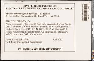 Ptychostomum weigelii (Biehler) J.R. Spence, Bryophytes, Bryophytes - America (BAm) (United States)