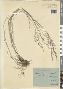 Poa nemoralis L., Caucasus, North Ossetia, Ingushetia & Chechnya (K1c) (Russia)