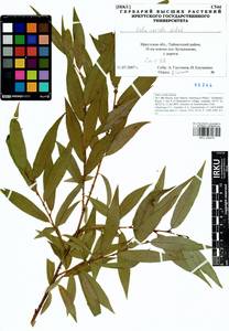 Salix rorida Lacksch., Siberia, Baikal & Transbaikal region (S4) (Russia)