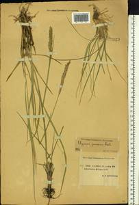 Psathyrostachys juncea (Fisch.) Nevski, Siberia, Yakutia (S5) (Russia)