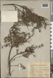 Juniperus communis L., Eastern Europe, Central forest region (E5) (Russia)