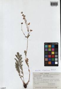 Potentilla sericea L., Siberia, Altai & Sayany Mountains (S2) (Russia)