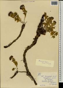 Rhodiola, Mongolia (MONG) (Mongolia)