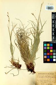 Carex lanceolata Boott, Siberia, Baikal & Transbaikal region (S4) (Russia)
