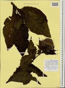 Cirsium pseudopersonata subsp. kusnezowianum (Sommier & Levier) Petr., Caucasus, Krasnodar Krai & Adygea (K1a) (Russia)