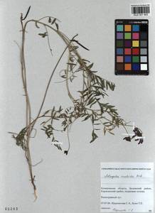 KUZ 001 483, Astragalus ceratoides M. Bieb., Siberia, Altai & Sayany Mountains (S2) (Russia)