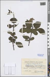 Cornus sanguinea L., Eastern Europe, North Ukrainian region (E11) (Ukraine)