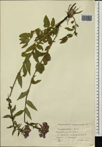 Pedicularis resupinata L., Siberia, Russian Far East (S6) (Russia)