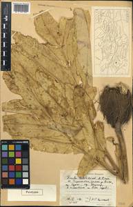 Ferula tadshikorum Pimenov, Middle Asia, Pamir & Pamiro-Alai (M2) (Tajikistan)