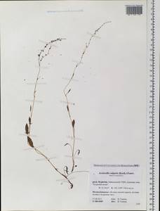 Rumex acetosella L., Siberia, Baikal & Transbaikal region (S4) (Russia)