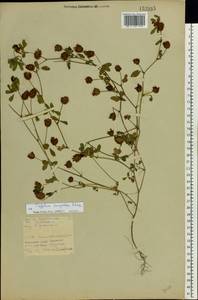 Trifolium campestre Schreb., Eastern Europe, Belarus (E3a) (Belarus)