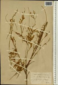 Tamarix laxa Willd., South Asia, South Asia (Asia outside ex-Soviet states and Mongolia) (ASIA) (Iraq)