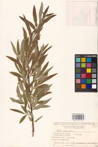 Salix viminalis L., Eastern Europe, Moscow region (E4a) (Russia)