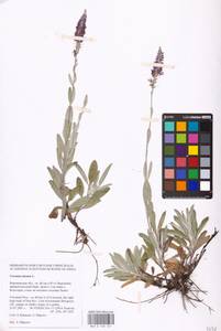 MHA 0 160 221, Veronica incana L., Eastern Europe, Central forest-and-steppe region (E6) (Russia)
