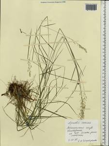Agrostis canina L., Eastern Europe, Central forest-and-steppe region (E6) (Russia)