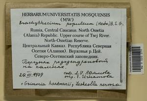Grimmia hartmanii Schimp., Bryophytes, Bryophytes - North Caucasus & Ciscaucasia (B12) (Russia)