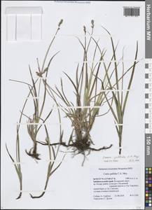 Carex accrescens Ohwi, Siberia, Baikal & Transbaikal region (S4) (Russia)