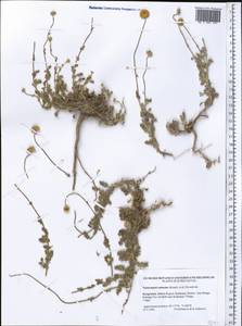 Tanacetopsis santoana (Krasch., Popov & Vved.) S.Kovalevsk., Middle Asia, Western Tian Shan & Karatau (M3) (Kyrgyzstan)