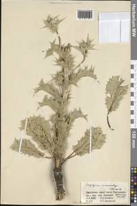 Eryngium macrocalyx Schrenk, Middle Asia, Western Tian Shan & Karatau (M3) (Kyrgyzstan)