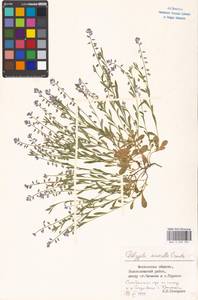 Polygala amarella Crantz, Eastern Europe, Moscow region (E4a) (Russia)