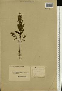 Scutellaria galericulata L., Eastern Europe, Northern region (E1) (Russia)