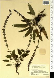 Salvia nemorosa subsp. pseudosylvestris (Stapf) Bornm., Crimea (KRYM) (Russia)