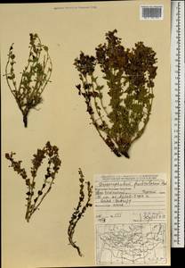 Dracocephalum fruticulosum Steph. ex Willd., Mongolia (MONG) (Mongolia)