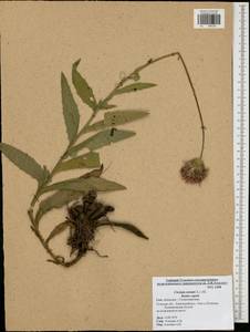 Cirsium canum (L.) All., Eastern Europe, Central region (E4) (Russia)