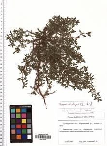 Thymus bashkiriensis Klokov & Des.-Shost., Eastern Europe, Eastern region (E10) (Russia)