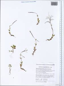 Epilobium anagallidifolium Lam., Eastern Europe, Northern region (E1) (Russia)