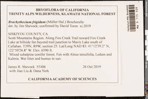 Brachythecium frigidum (Müll. Hal.) Besch., Bryophytes, Bryophytes - America (BAm) (United States)