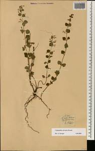 Clinopodium menthifolium subsp. ascendens (Jord.) Govaerts, Africa (AFR) (Portugal)