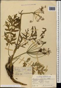 Heracleum freynianum Sommier & Levier, Caucasus, North Ossetia, Ingushetia & Chechnya (K1c) (Russia)