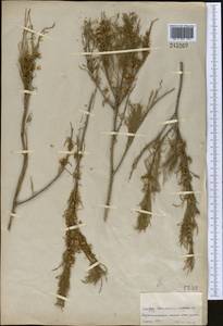 Tamarix laxa Willd., Middle Asia, Syr-Darian deserts & Kyzylkum (M7) (Kazakhstan)
