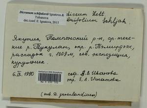 Dicranum schljakovii Ignatova & Tubanova, Bryophytes, Bryophytes - Yakutia (B19) (Russia)