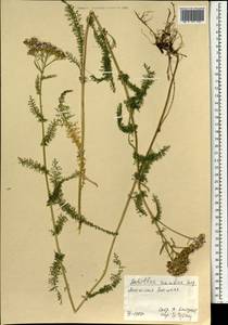 Achillea asiatica Serg., Mongolia (MONG) (Mongolia)