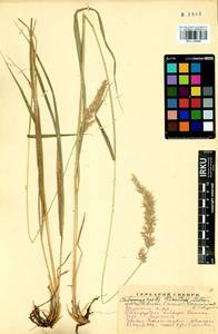 Calamagrostis korotkyi Litv., Siberia, Baikal & Transbaikal region (S4) (Russia)